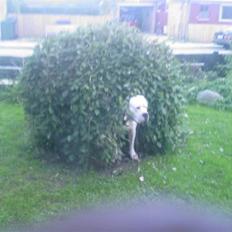 Amerikansk bulldog Kronjuul's Alexis (himmelhund(e))