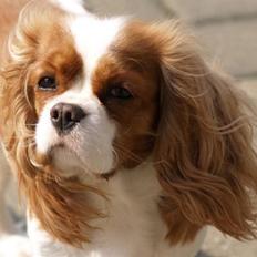 Cavalier king charles spaniel Molly