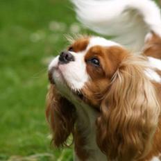 Cavalier king charles spaniel Molly