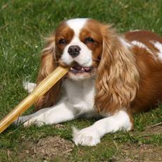 Cavalier king charles spaniel Molly