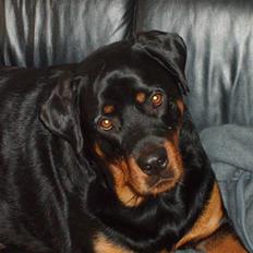 Rottweiler Elmo