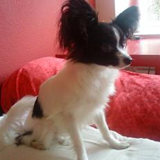 Papillon Silke <3
