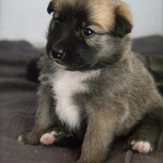 Islandsk fårehund Fala