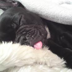 Fransk bulldog Chili