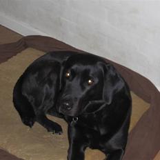 Labrador retriever Coco