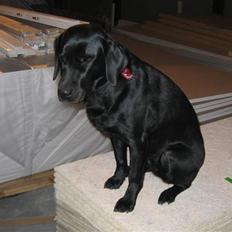 Labrador retriever Coco