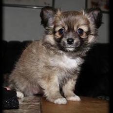 Chihuahua Malou
