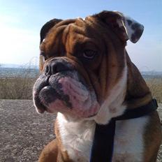 Engelsk bulldog Sylvester