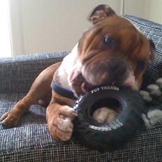 Engelsk bulldog Sylvester