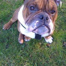 Engelsk bulldog Sylvester