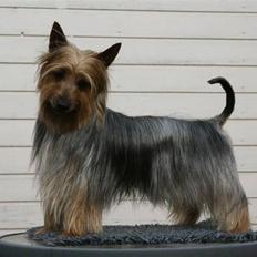 Australian silky terrier Marimias Make-Me-True