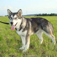Alaskan malamute Paha Sapa Mals Iqaros