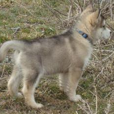 Alaskan malamute Paha Sapa Mals Iqaros