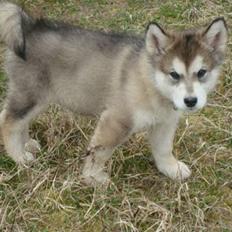 Alaskan malamute Paha Sapa Mals Iqaros