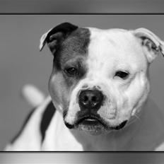 Staffordshire bull terrier Ashlan