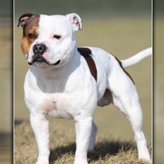 Staffordshire bull terrier Ashlan