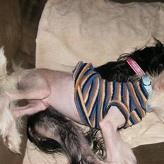 Chinese crested hårløs Cappuccino