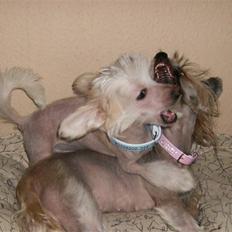Chinese crested hårløs Cappuccino