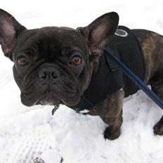 Fransk bulldog Viola