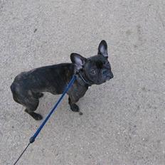 Fransk bulldog Viola