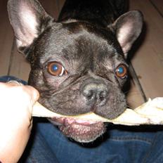 Fransk bulldog Viola