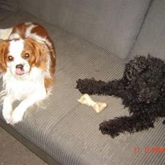 Cavalier king charles spaniel Balou