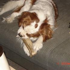 Cavalier king charles spaniel Balou