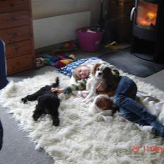 Cavalier king charles spaniel Balou