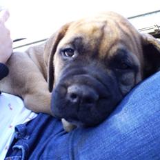 Bullmastiff Carlo
