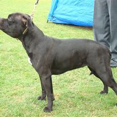 Staffordshire bull terrier Ebony