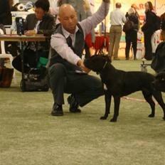 Staffordshire bull terrier Ebony