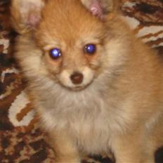 Blanding af racer Nala