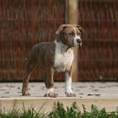 Amerikansk staffordshire terrier Robin