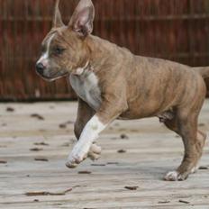 Amerikansk staffordshire terrier Robin