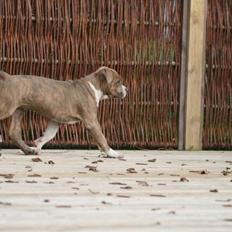 Amerikansk staffordshire terrier Robin