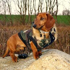 Dværggravhund Poul Herman