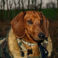 Dværggravhund Poul Herman