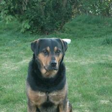 Blanding af racer Mulle