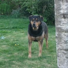 Blanding af racer Mulle