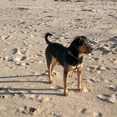 Blanding af racer Mulle