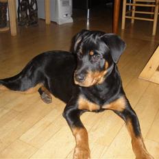 Rottweiler Tenzou RIP