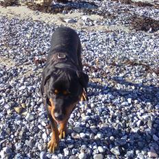 Rottweiler Tenzou RIP