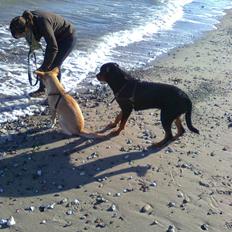 Rottweiler Tenzou RIP