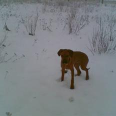 Rhodesian ridgeback Misty