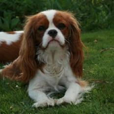 Cavalier king charles spaniel Lunel {Lynel}