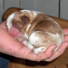 Cavalier king charles spaniel Lunel {Lynel}