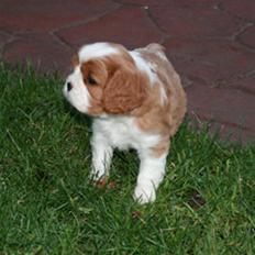 Cavalier king charles spaniel Lunel {Lynel}