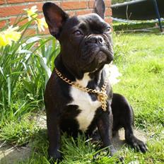 Fransk bulldog Victoria