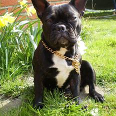 Fransk bulldog Victoria