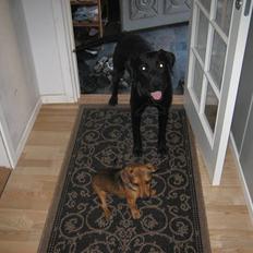 Blanding af racer sniffer